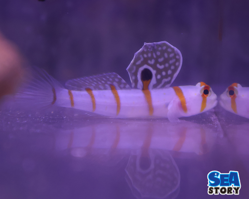 ニチリンダテハゼ