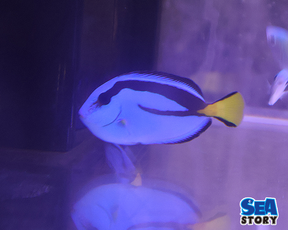 ナンヨウハギ　MS