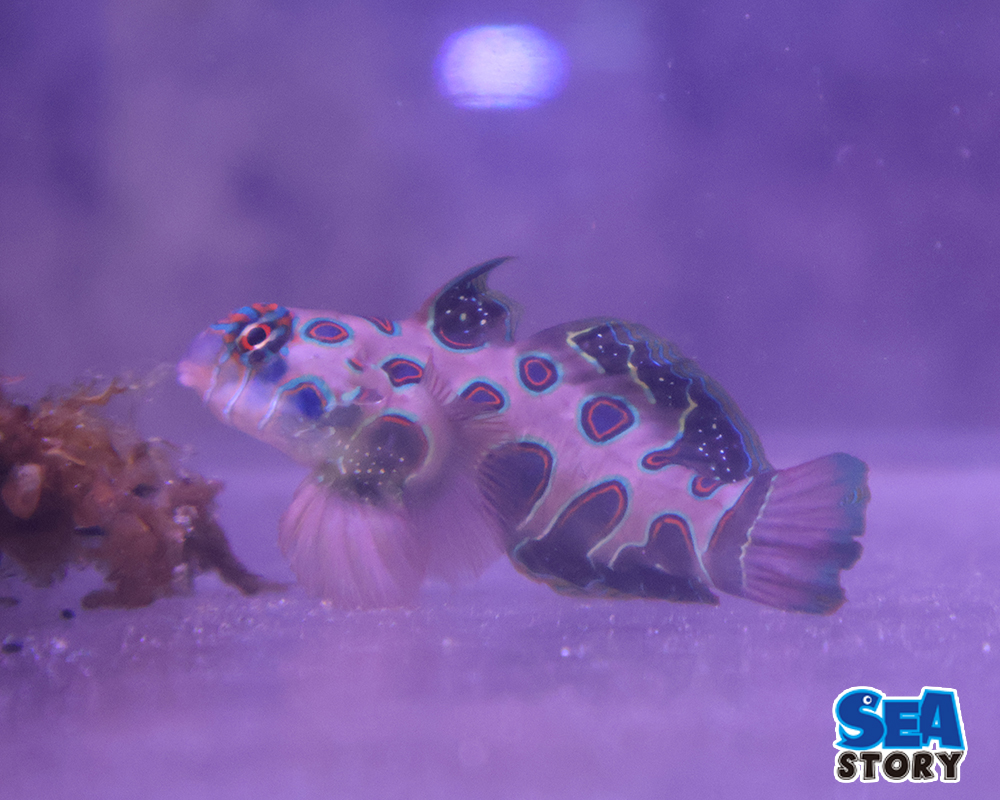 スポットマンダリン