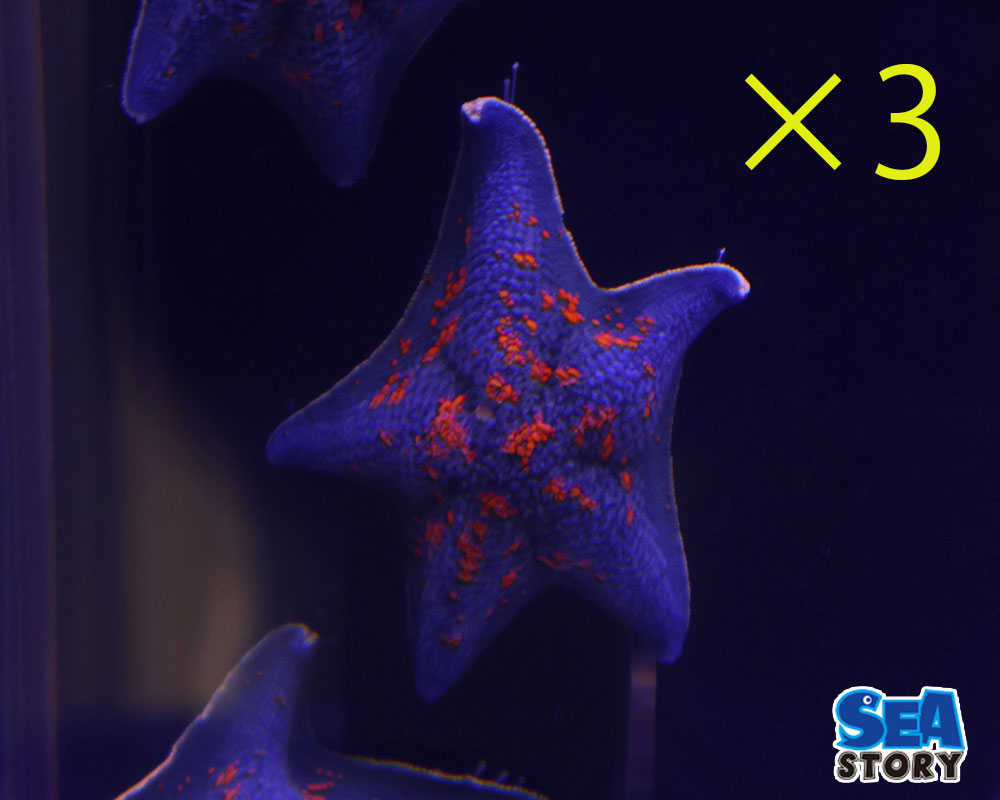 イトマキヒトデ　3匹セット