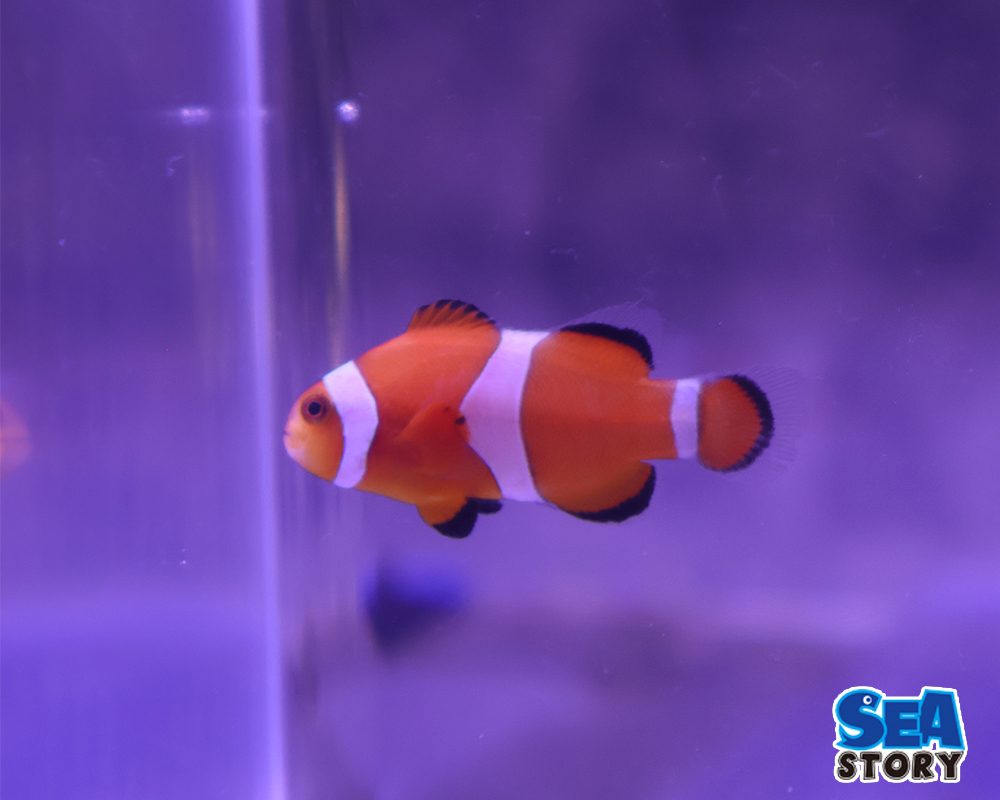 カクレクマノミ　ブリード