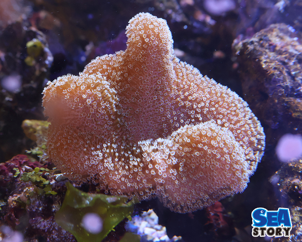 ヒラウネタケポリプ　メタグリーンMS