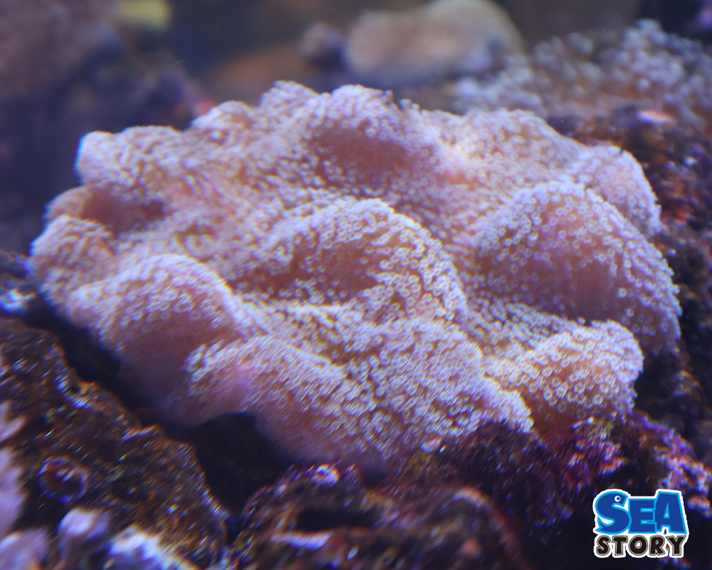 ヒラウネタケポリプ　メタグリーンM