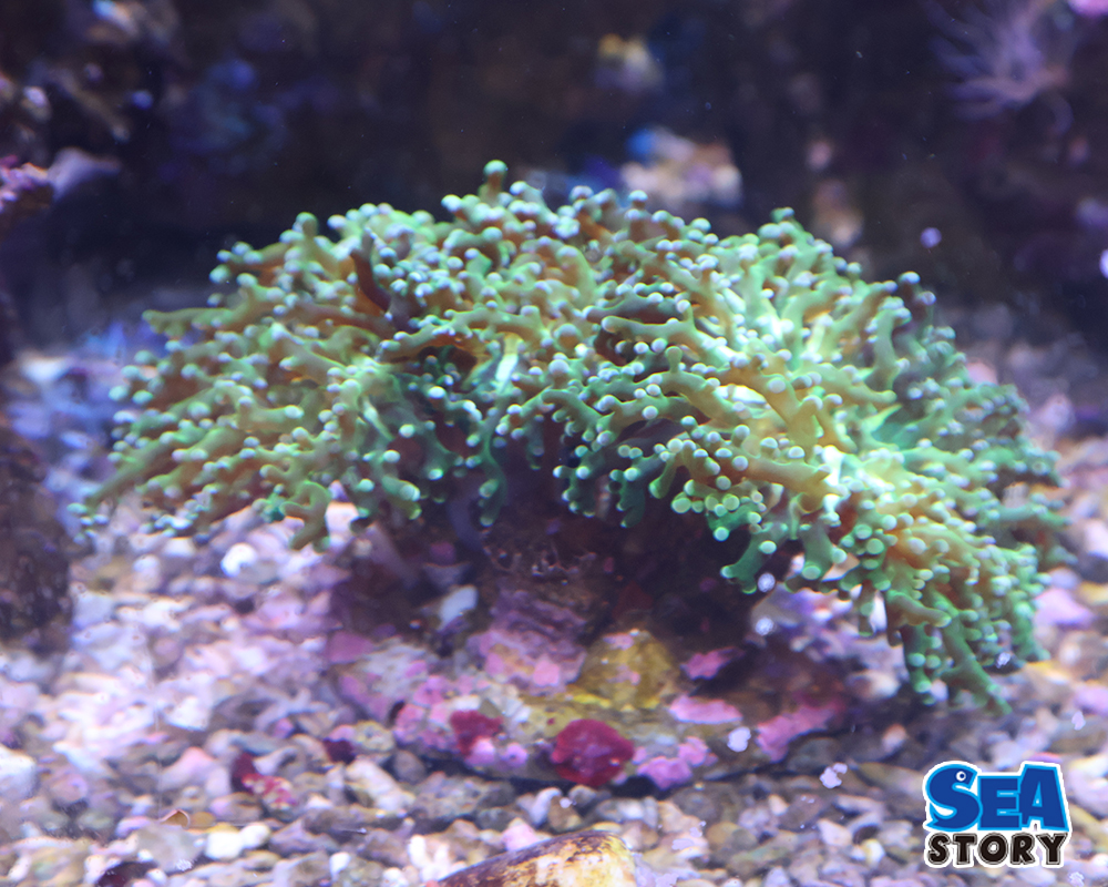 タコアシブランチ