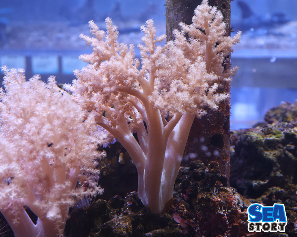 チヂミトサカ　うすパープルL2