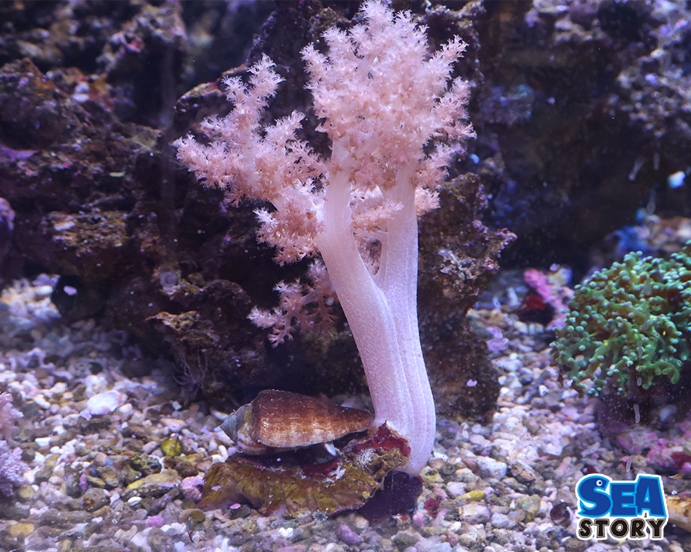 チヂミトサカ　うすパープルM