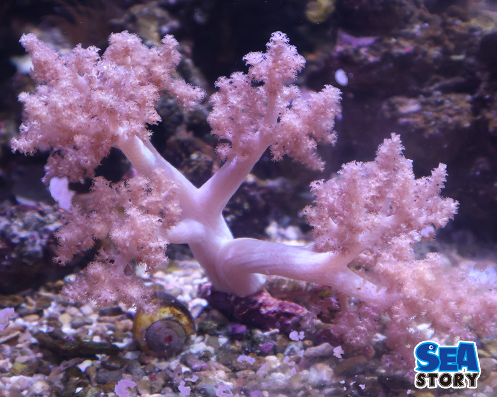 チヂミトサカ　うすパープルS