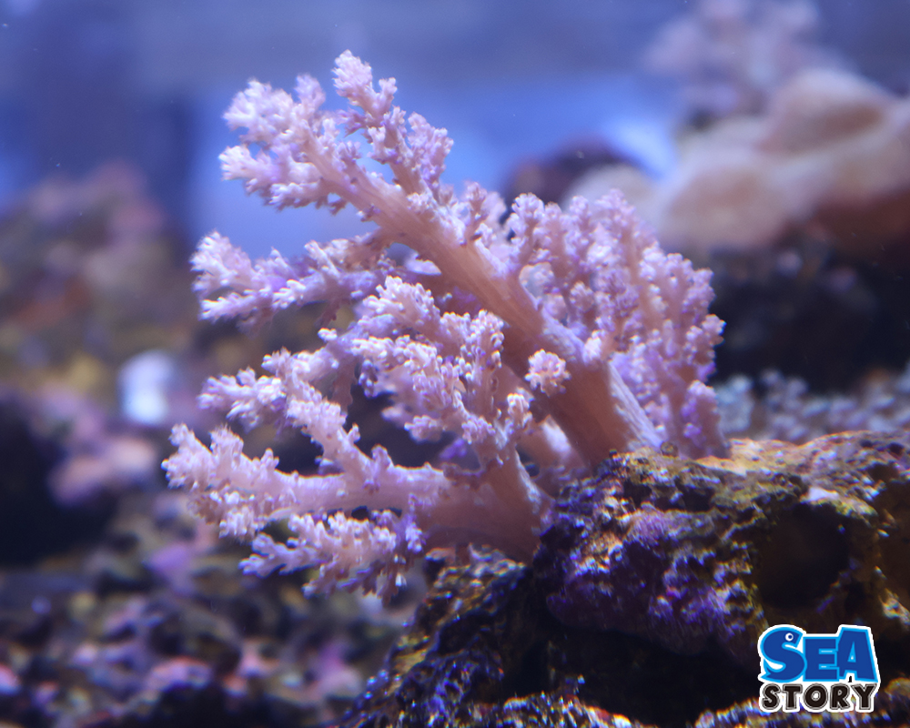 チヂミトサカ　うすパープルS2