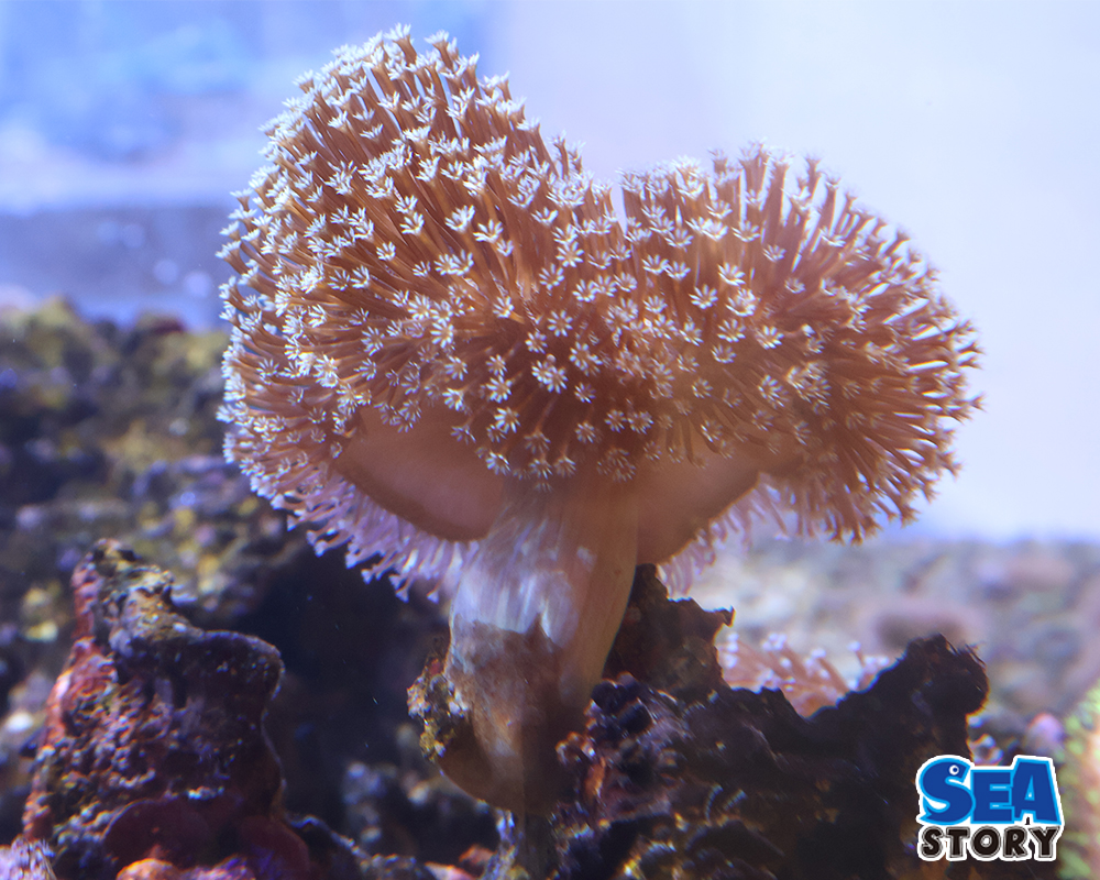 ウミキノコ　MS