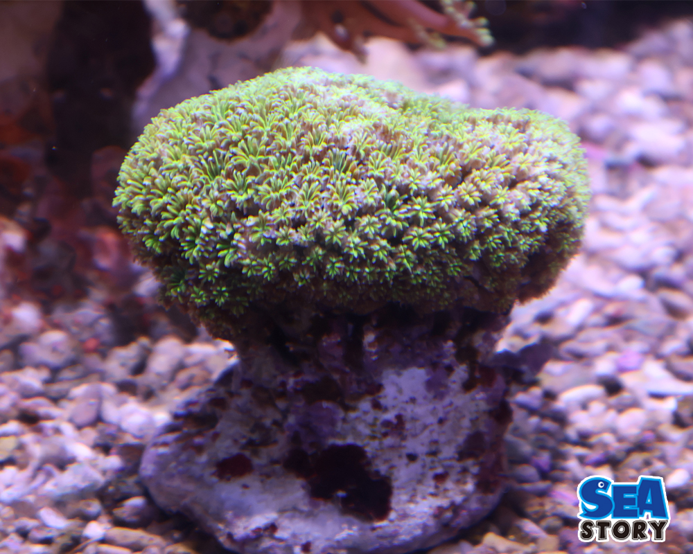 アザミサンゴ　2