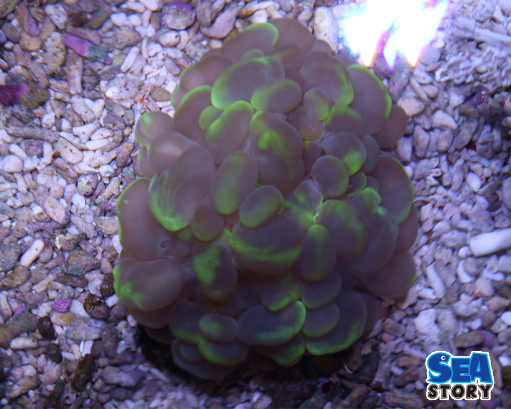 バブルコーラル　2