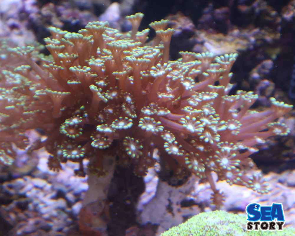 エダアワサンゴ　グリーン1