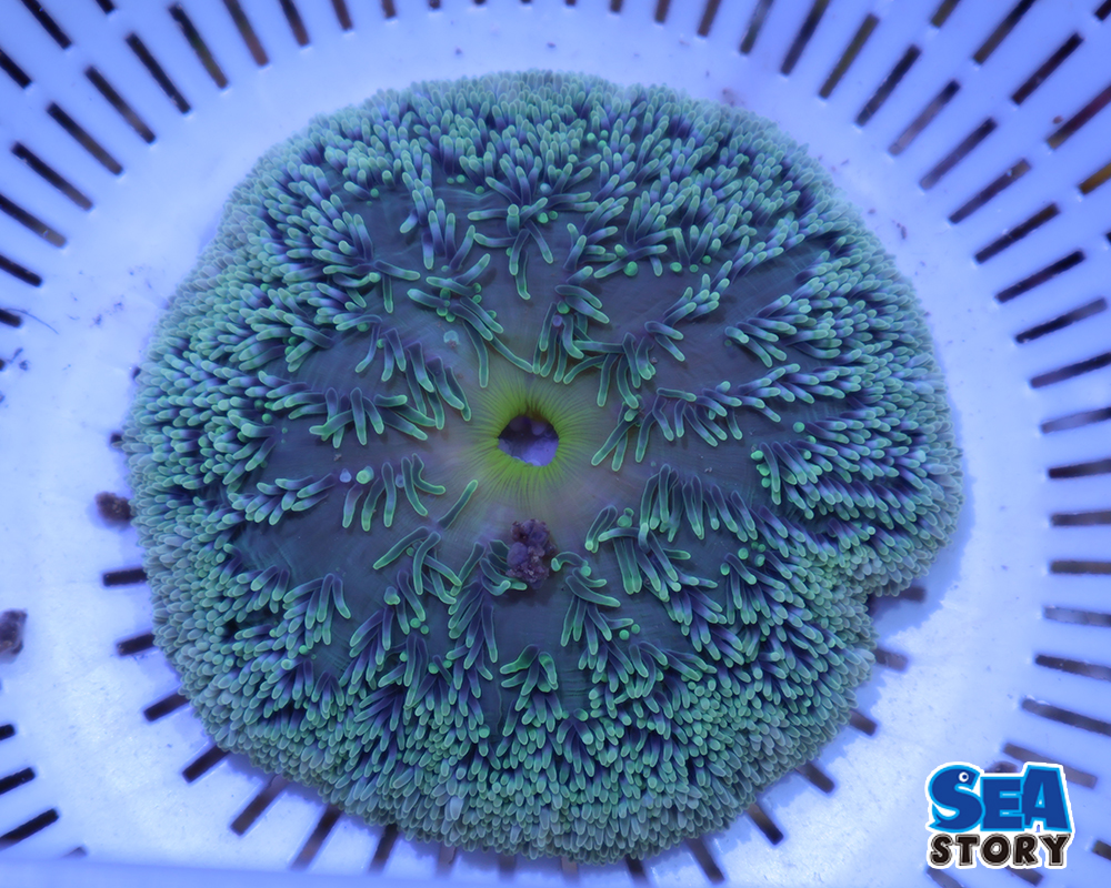 ハタゴイソギンチャク