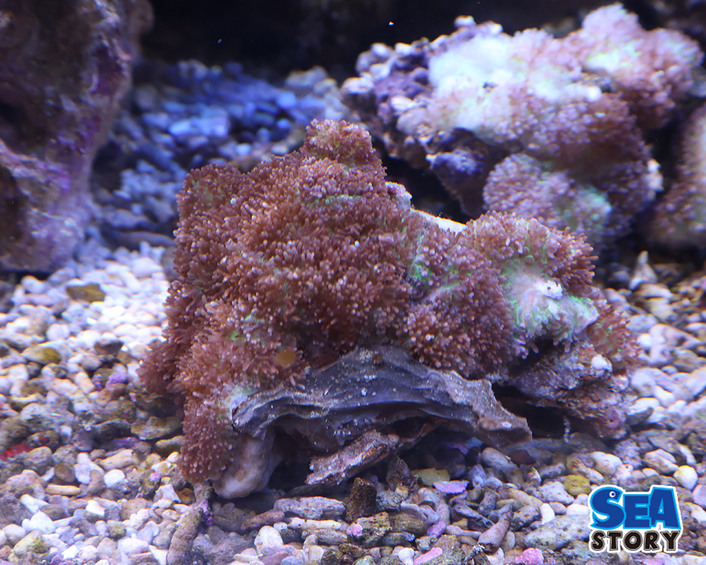 ヘアリーディスク　1