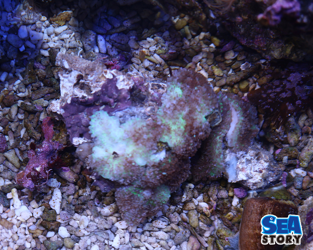 ヘアリーディスク　2