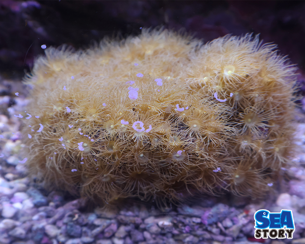 イエローポリプ　1