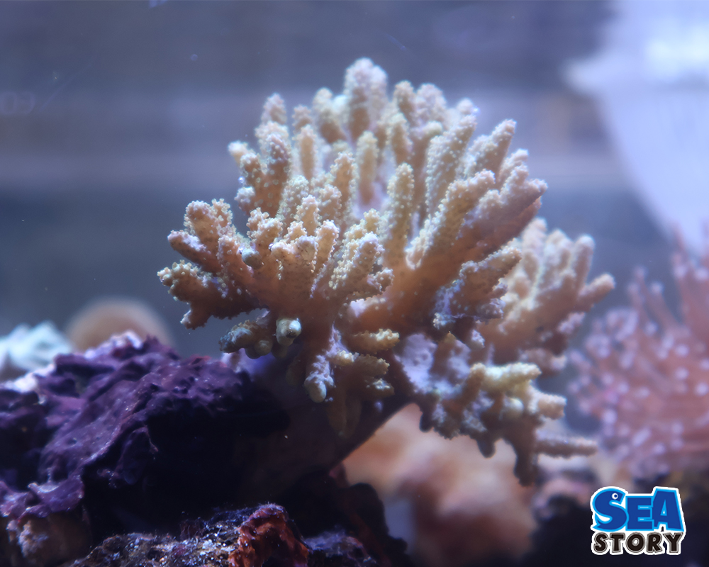 ナグラカタトサカ　ライトグリーンL