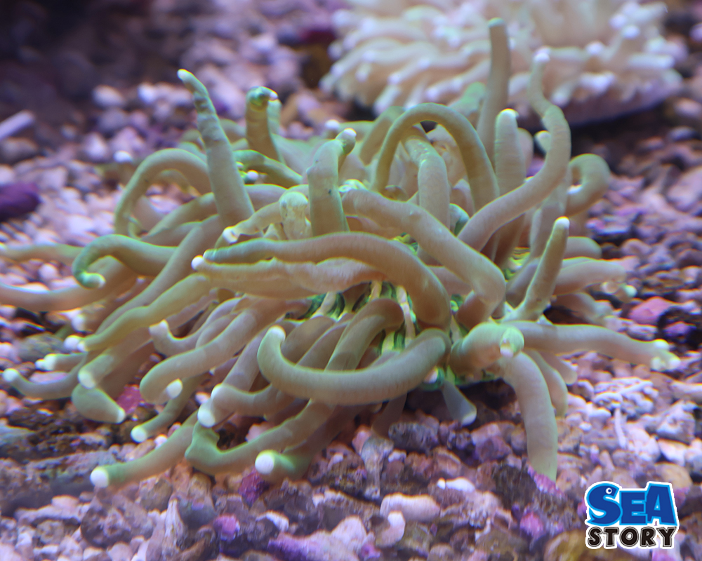 パラオクサビライシ　1