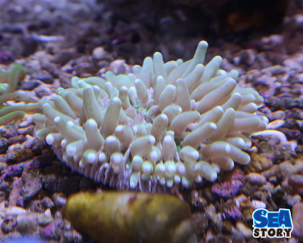 パラオクサビライシ　2