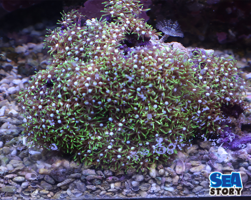 スターポリプ　グリーン2