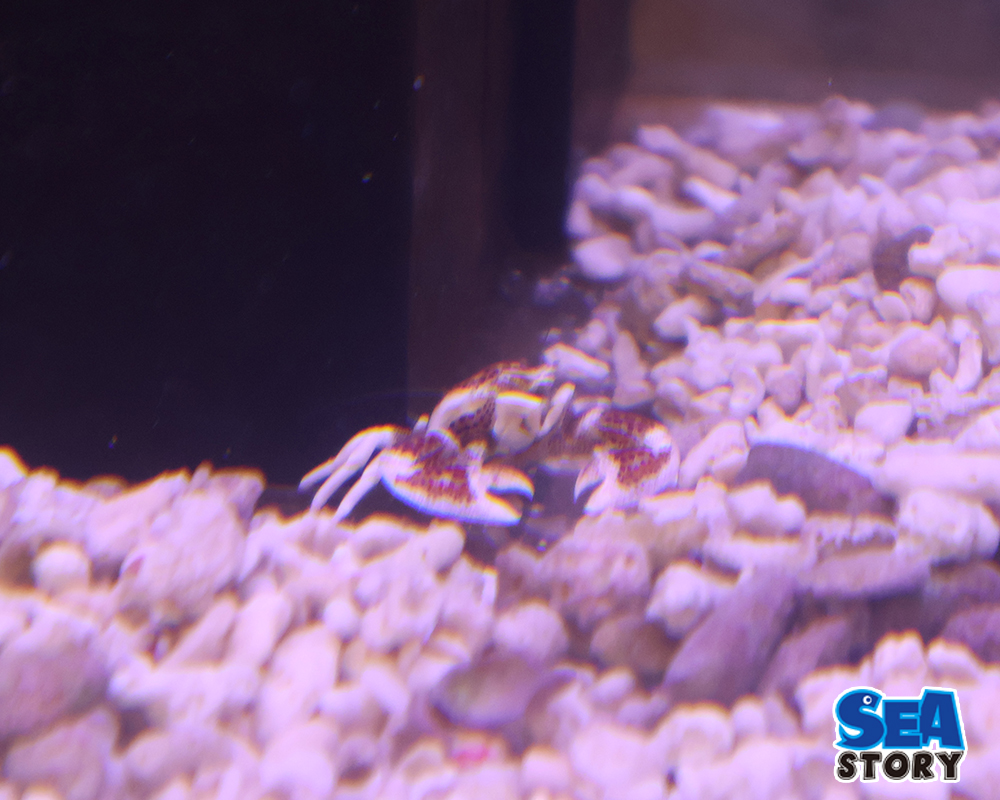 アカホシカニダマシ