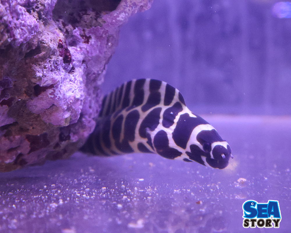 インディアンモレイ