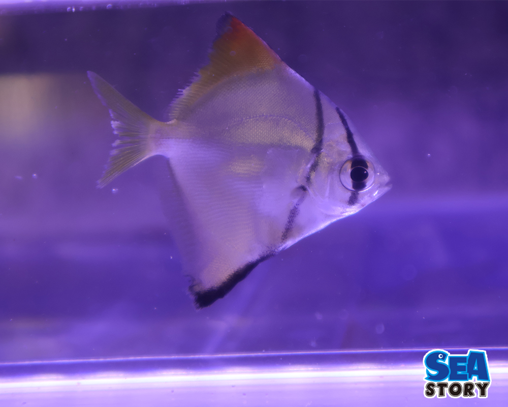 ヒメツバメウオ