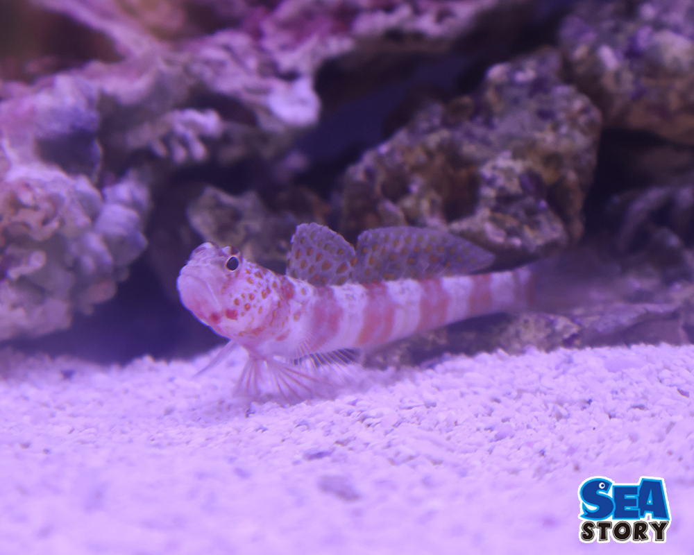 ダンダラダテハゼ