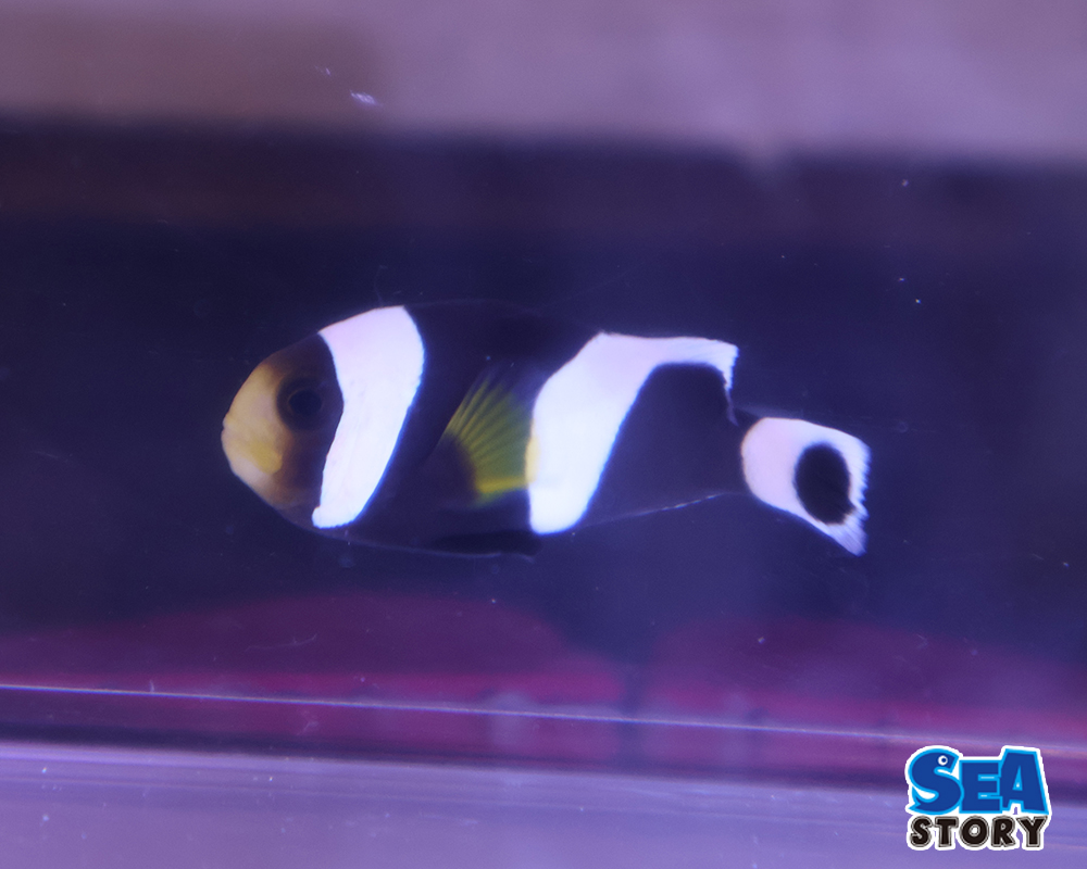 ホワイトチップアネモネ