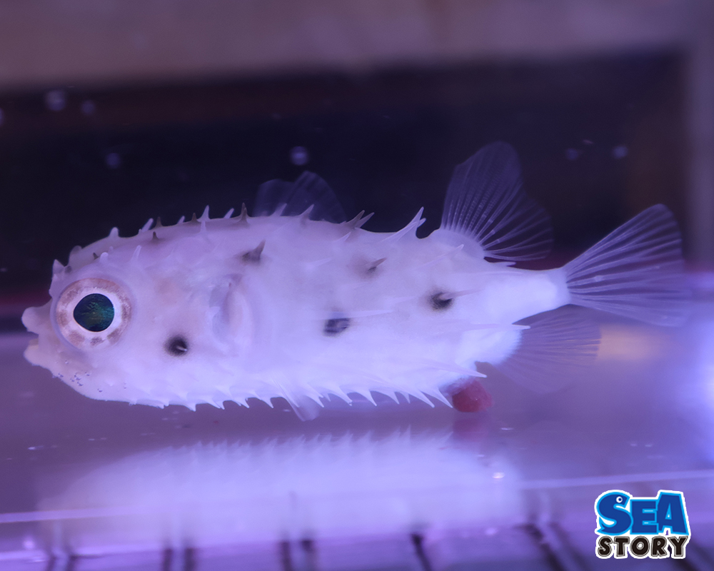 ロングスパインバー