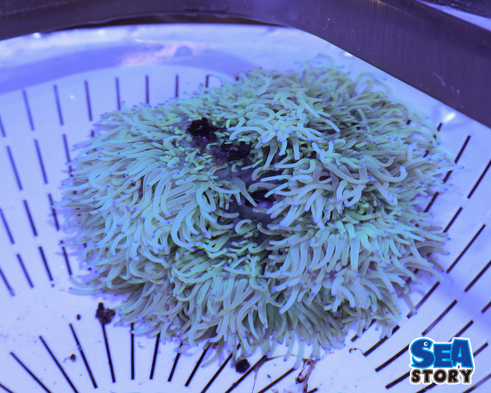 シライトイソギンチャク