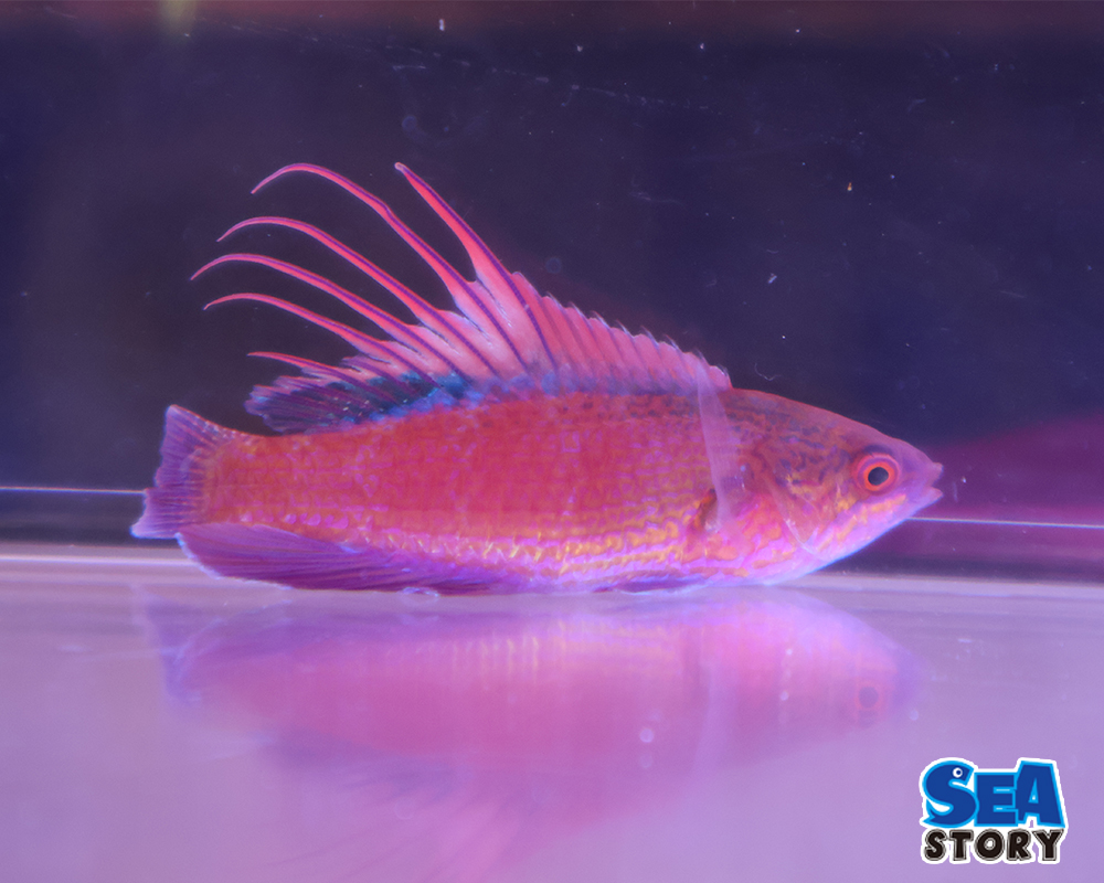 スカーレットフィンラス